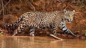 Jaguars are the largest of south america's big cats and the third largest cats in the world. Jaguars Nwf Ranger Rick