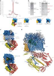 Structural insights into the mechanism of protein transport by the Type 9  Secretion System translocon | Nature Microbiology