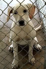 Pin On Adopted Pooches