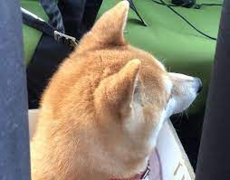 パパさんの声めっちゃ無視するやん 柴犬小春ちゃんの事情とは いぬのきもちweb magazine 柴犬 柴犬 画像 いぬ