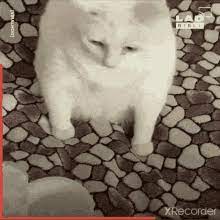 Cat Vomit Gifs Tenor