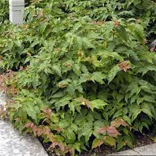 Cool splash ® dwarf bush honeysuckle diervilla sessilifolia 'lpdc podaras' pp19,391 cool splash ® is the first variegated diervilla and its bright white stands out dramatically, even in shady borders. Dwarf Bush Honeysuckle Naturehills Com