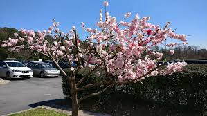 Peppermint flowering peach tree care. Tree Id With Multiple Colored Flowers General Fruit Growing Growing Fruit