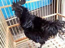Ayam Cemani Walik Dewasa Jantan Ayam