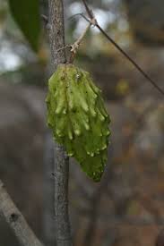 Image result for Pentarrhinum