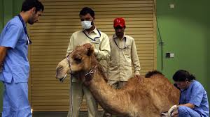 Get ready for the most ultimate and challenging racing game of the year. Largest Camel Hospital In The World Opens In Saudi Arabia Al Arabiya English