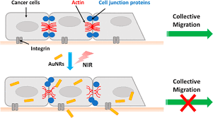 Where do nutrients come from? Gold Nanorod Photothermal Therapy Alters Cell Junctions And Actin Network In Inhibiting Cancer Cell Collective Migration Acs Nano X Mol