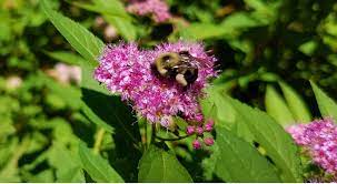 They nest individually, but there may be multiple nests in one area. Early History Of Pollinators And Plants University Of Illinois Extension