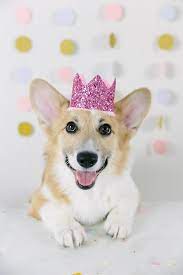 Pink Party Crown Dog Party Hat Dog Birthday Crown Etsy In 2021 Dog Party Hat Dog Birthday Pictures Dog Birthday