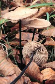 Image result for Marasmius opacus