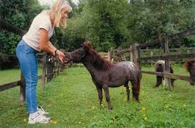 Síguenos también en twitter @falabellaayuda. Pygmy Spotlight Falabella Miniature Horses Pygmy Pets