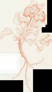 Image result for Euphorbia crebrifolia