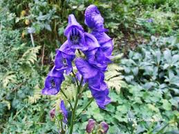 Browse And Search The Tortoise Table Plant Database