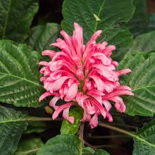 Image result for Justicia francoiseana