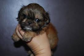We did not find results for: Akc Tiny Imperial Shih Tzu Puppy Red Sable With Blue Points Baby Blue For Sale In Nashville Tennessee Classified Americanlisted Com