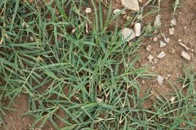 Image result for Cynodon dactylon