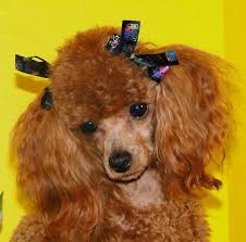 Lacey Is One Of Redlands Poodles Dams Toy Poodle Poodle Poodle Hair