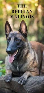 The belgian malinois enjoys spending time with their family and should be allowed indoors to do so, while also having access to an outdoor space where they can run around and expend energy. Belgian Malinois Great Guard Dog Or Perfect Pet