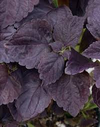 Image result for Coleus sylvestris