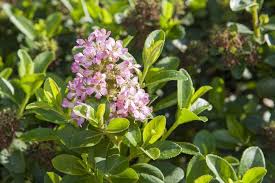 Choisir Les Plantes Qui Poussent Vite Pour Cacher Un Vis A Vis Plante Plante Brise Vue Bambou Fargesia