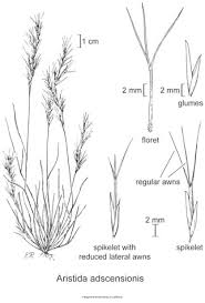 Image result for Aristida adscensionis