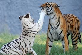 Chhatbir Zoo Sas Nagar Punjab Location Helpline Number Entry Fee Online Ticket Zoo Timing