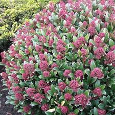 From warm winters to soggy summers, the uk's weather is increasingly unpredictable. 1 X Skimmia Japonica Rubella Evergreen Shrub Hardy Garden Plant In Pot Ebay