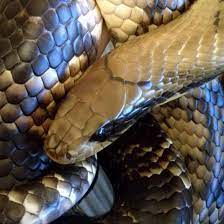 False Water Cobra Hydrodynastes Gigas Oc 2137x2137 Snake Wallpaper Animals Beautiful Snake Art