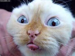 Funny Face Cat Funny Animal Faces Funny Cat Faces Funny Animals