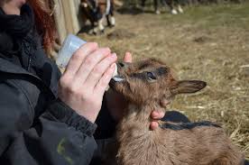 When To Wean Goats Homesteading Hero