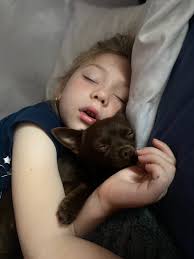 Hi Mommy… I am a pretzel today! 🥨 I don't know how she or any of these  Chihuahuas sleep like this! If I tried to twist myself into these  positions, I'd end