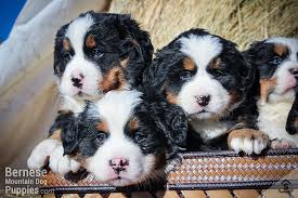 Three extremely cute puppies in the mountains. Puppies For Sale Purebred Berners From The Mountains Sweetwater Farms Bernese Mountain Dogs