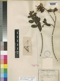 Image result for Englerina muerensis