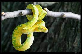Pin By Helle Molin On Snakes Snake Wallpaper Snake Emerald Tree Boa