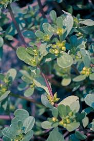 The purslane plant can be a difficult weed to control due to its multiple survival methods. Purslane Organic Weed Control Harvest To Table