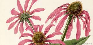 4 begriffe gefunden für die frage nach #strohblumenart. Gibt Es Noch Andere Pflanzen Die Cannabinoide Enthalten Hanfjournal