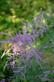 Image result for Grona ramosissima