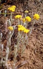 Image result for Helichrysum adenocarpum