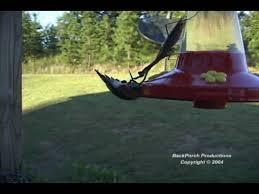 We did not find results for: Preying Mantis Attacks Hummingbird Youtube