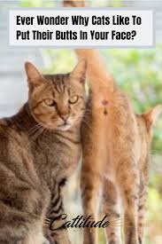 Pin On Funny Cat Memes