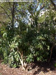 Image result for Cestrum × cultum