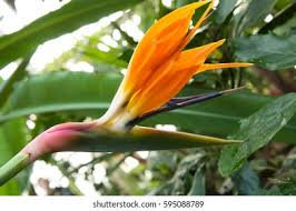 Image result for Strelitziaceae