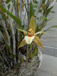 Pin De Clovis Souza En Orchids In World