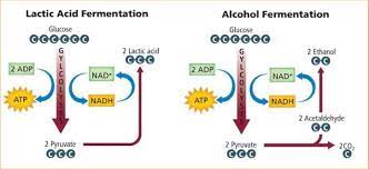 C6h12o6 + 2 adp + 2 fosfat 2 c2h5oh + 2 co2 + 2 atp energi yang dilepaskan. Respirasi Anaerob Pengertian Ciri Tahapannya Lengkap