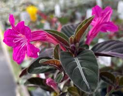 Image result for Ruellia makoyana