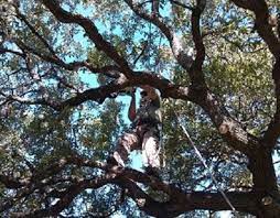 Check Out New Work On My Behance Portfolio Tree Service Kyle Tx Http Be Net Gallery 41614341 Tree Service Kyle Tx Tree Service Tree Texas Trees