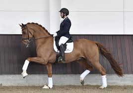 Strahlend schön, mit bestechendem ausdruck und hochmoderner gesamtkonzeption, so stellte sich dieser hengst der konkurrenz bei der körung. Springbank Ii Warmblood Stallion Richtig Reiten Dressurpferde Dressur