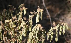 Image result for Corchorus kirkii