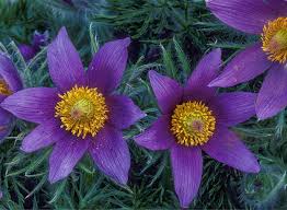 Image result for Senecio pachyrhizus