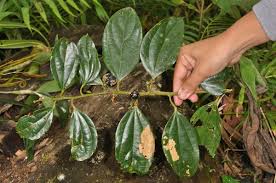 Image result for Cryptocarya